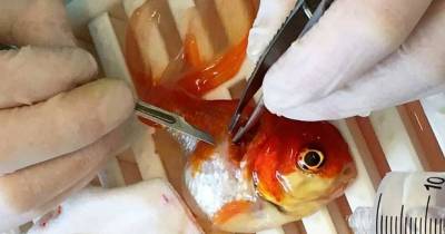 Nemo The Goldfish Goes On 200 Mile Trip To Have Tumour Removed In Syringe Operation