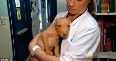 Man Found Guilty Of Cutting Off Dog&rsquo;s Ears With Scissors