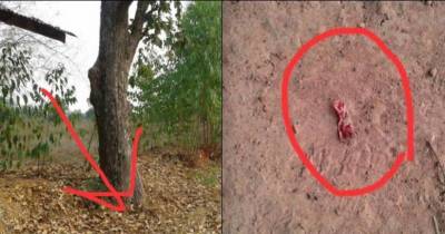 Woman Hears &lsquo;Voices&rsquo; Coming From Tree, Horrified To See What&rsquo;s Under Leaves