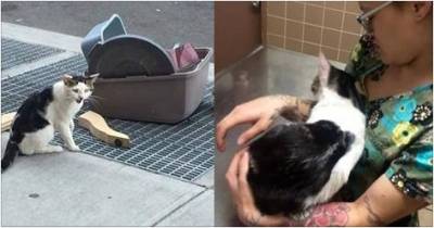 Cat Abandoned Next To His Belongings Finds The Perfect Person To Bring Him To Safety