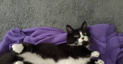 Feral Kitten Born With Shorter Legs Than His Siblings Doesn't Let Anything Slow Him Down