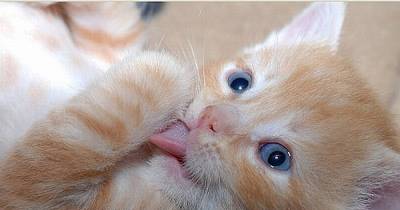 8 Facts About How and Why Cats Groom Themselves