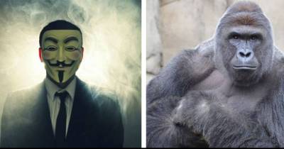 Anonymous Declare War On The Parents Of The Boy Who Fell Into The Gorilla Enclosure