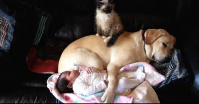 She Poops Her Pants. Now Keep Your Eyes On The Dog's Face... PERFECT!