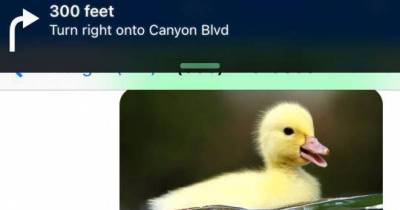 Man Awesomely Trolls A Rental Scammer By Requesting He Put Pictures Of Ducks In The Lease