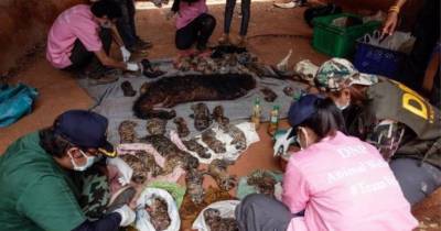 40 Dead Tiger Cubs Found In Thai Tiger Temple's Freezer