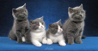 Get To Know The British Shorthair: The Cat Behind The Famous Cheshire Grin