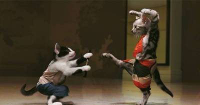 Kung Fu Cats Rise To Power Via Pictures On Instagram
