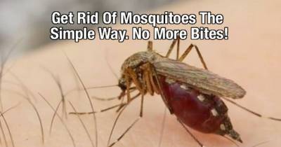 Finally! This Simple Trick Will Resolve Your Problem With Mosquitos