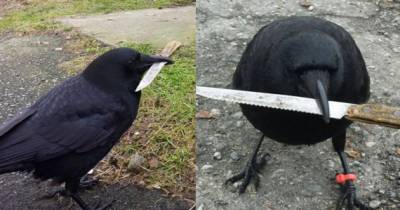 This Crow Was Found Tampering With A Crime Scene