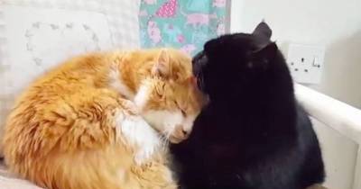 Two Senior Cats, 19 and 15, Find Each Other After They Lost Their Friends