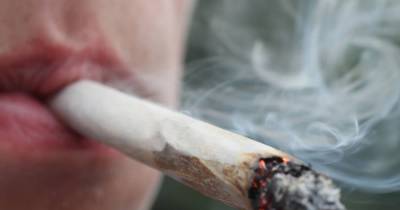 Chronic Weed Smoking Really Isn&rsquo;t Bad For You At All So Toke Up, Bros!