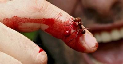 Flesh Ripping Ants