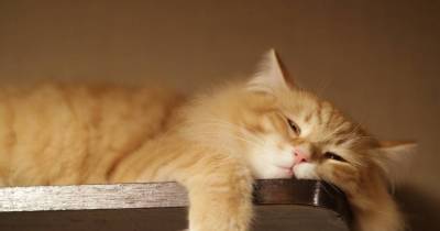 Someecards About the Joys of Living With Demanding Cats