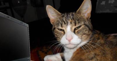 Advice Columns That Cats Would Love to Write