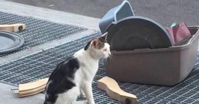 Some Bonehead Dumped a Cat and His Litterbox on a Sidewalk