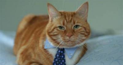 5 Professional Services My Cats Provide Me for Free