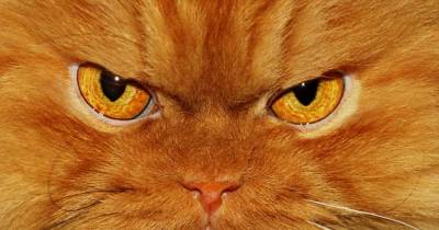 5 Things You Do That Make Your Cat Mad