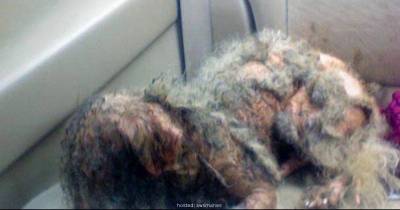 He Made Fun Of This Half-Dead Dog. But He Missed Something