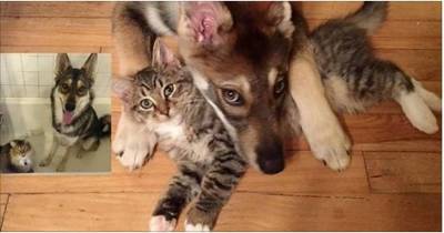 Dog Took Cat Out Of Shelter And Becomes His Bodyguard For Life