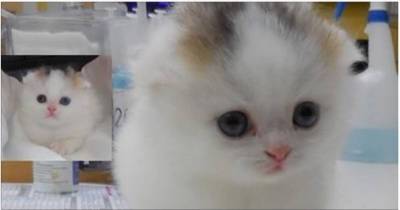 Second Male Calico The Vet Has Seen In His 54 Years Of Practice!