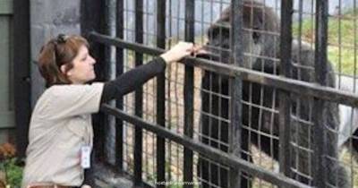 A Zookeeper Broke Down Exactly What Harambe Was Doing With That Toddler