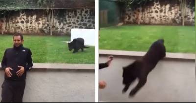 A Panther Creeps Up On &ndash; And Then Leaps At &ndash; An Unprotected Man