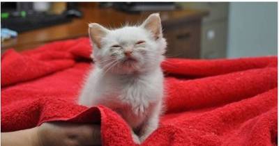 Tiny Kitten Rescued Off the Street, Feels Love for the First Time, The Difference in 2 Months
