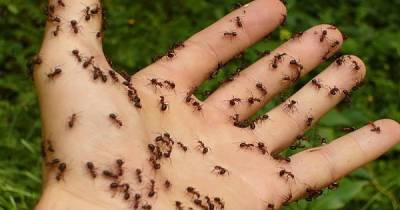Spray This Simple Mixture And You Will Never See Ants In Your Home Again!