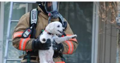 Dog Rescued From Blazing Apartment Can't Stop Grinning
