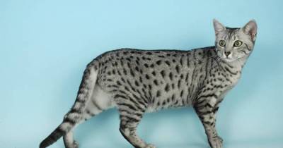 Who&rsquo;s That Cat? 14 Reasons to Worship the Egyptian Mau