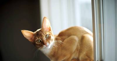 Cats And Their Obsessions: The Window Seat