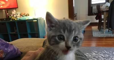 Kitten from the Woods Walks Up to Man and Decides He Will Be Her Human