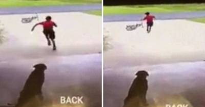 Cute Footage Shows Little Boy Sneaking Daily Cuddles With Neighbour's Dog For Heartbreaking Reason