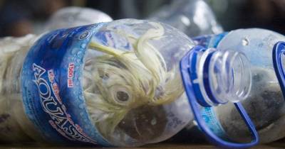 The Customs Agents Tried To Guess What Was Rustling In These Plastic Bottles. When They Saw Eyes, They Grabbed The Scissors.