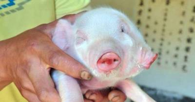 Owner Of A Two-Headed Piglet Insists On Raising It To See It Grow Up To Be A Happy Pig