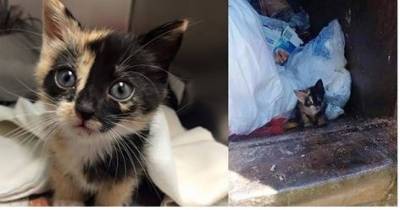 Trash Worker Saves Tiny Kitten Found in His Truck