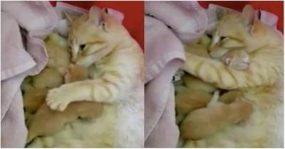Wobbly Cat Mama Found Safe Place for Her Babies and Now Can't Stop Cuddling Them
