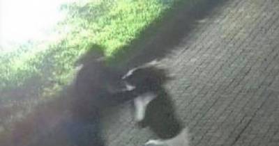 Horrifying Cctv Shows Balaclava-Clad Burglars Dragging Young Woman Inside Her Home Before Threatening Her With Hockey Sticks