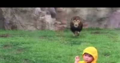 This Lion Charged at This Child. I Almost Had A Heart Attack. But Then...