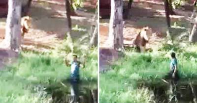 Drunk Guy Attempts To High Five A Lion After Entering Enclosure