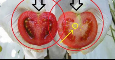 We Are Eating Toxins! Here Is How To Recognize GMO Tomatoes In 2 Seconds
