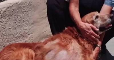 Dog With 46 Pound Growth Is Saved By A Loving Group Of Amazing Humans