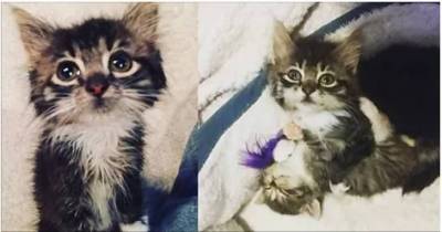 Rescue Kitten Begs to Care for Tinier Foster Babies