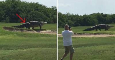This GIANT Alligator Shows Up At A Golf Course. Now Pay Close Attention To His Legs... Unbelievable!