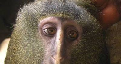 10 WEIRDEST And CREEPIEST Animals That Are Actually Quite Interesting.