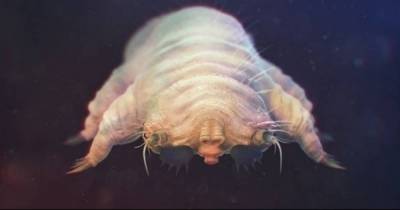 You Have Thousand Of These Crawling On Your Body Right Now. But When You Find Out Where? SO GROSS