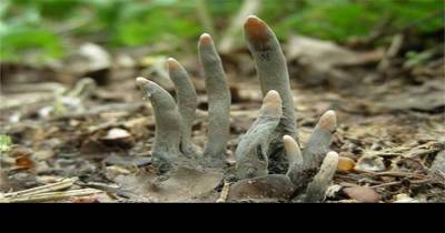 Warning: If You See This In The Woods Get Away FAST!