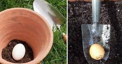 This Man Buries An Egg In The Soil. What Happens To It Is A One-of-a-kind Gardening Trick