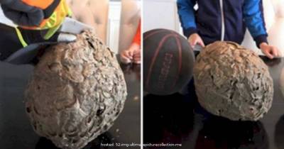 They Opened Up A Giant Wasp Nest. What They Find Inside Is Seriously Terrifying